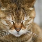 Saúde de Gatos Idosos: 12 Cuidados Essenciais Após os 7 Anos de Idade