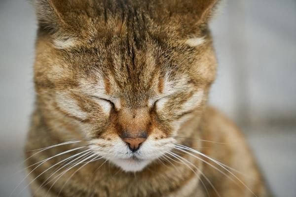 Saúde de Gatos Idosos: 12 Cuidados Essenciais Após os 7 Anos de Idade