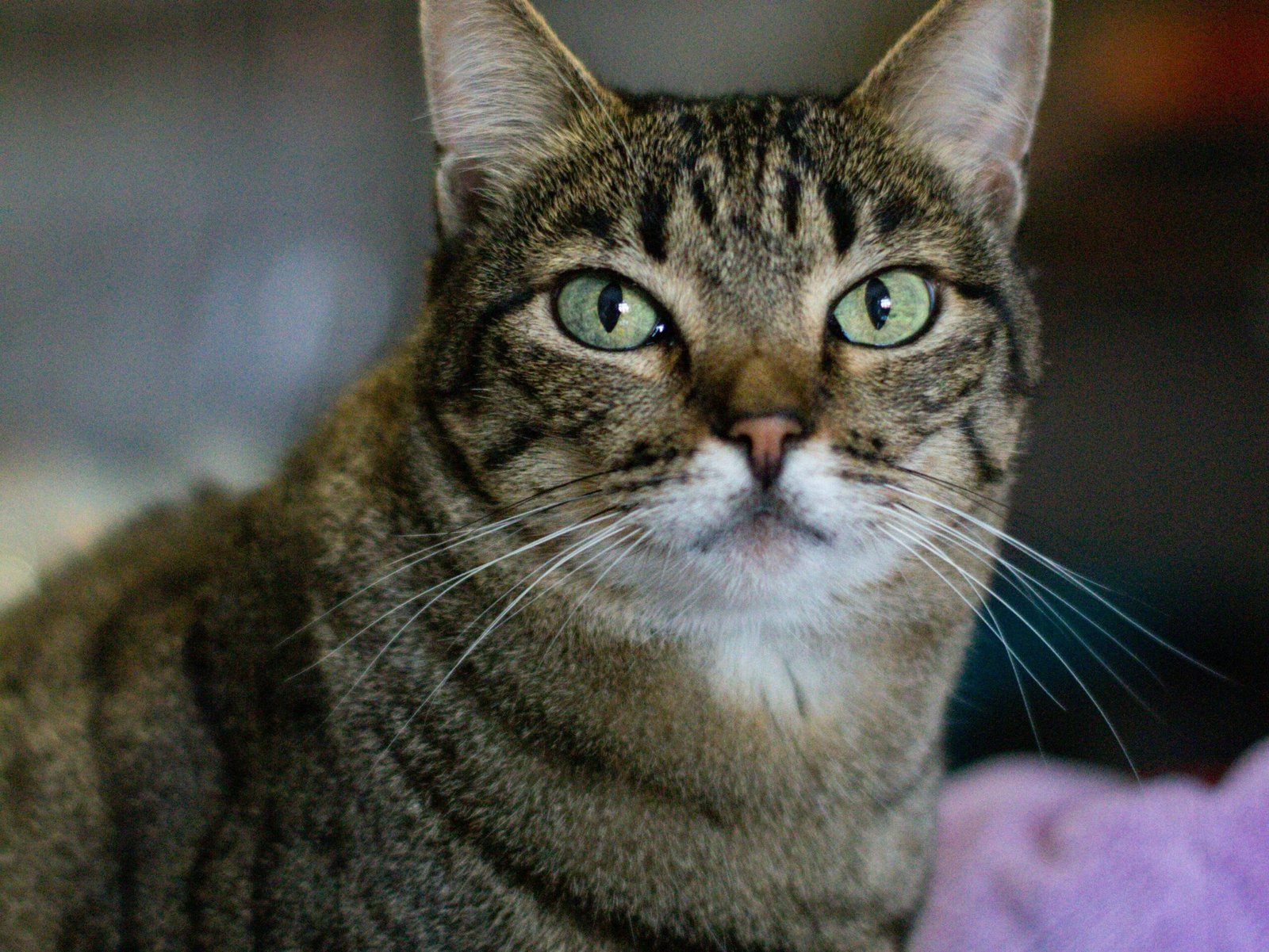 Seu gato está te julgando? Porque ele olha fixamente para você?