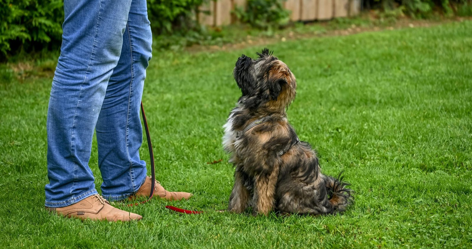 Como Adestrar Seu Cão em Casa (Passo a Passo)
