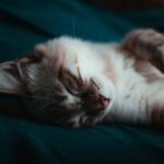 Ronronar de Gato Cura Ossos e Reduz Estresse: Ciência Comprova