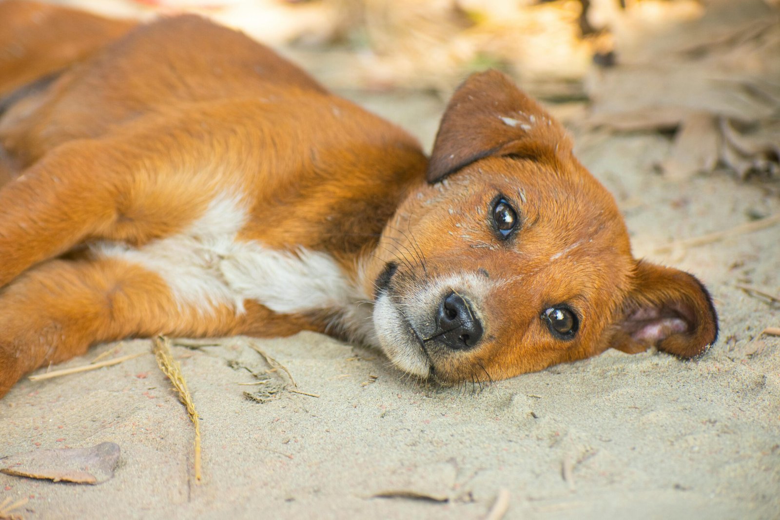 Cachorro tremendo: frio, dor ou algo mais grave?
