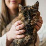 O gato mais velho do mundo