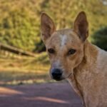 7 Mitos Sobre Cachorros Que Você Ainda Acredita