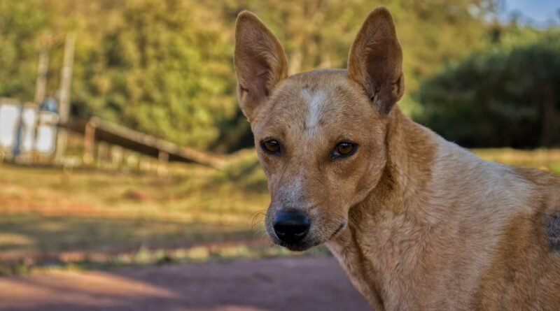 7 Mitos Sobre Cachorros Que Você Ainda Acredita