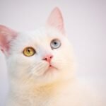 Gatos com Olhos de Cores Diferentes: Principais Tipos de Heterocromia