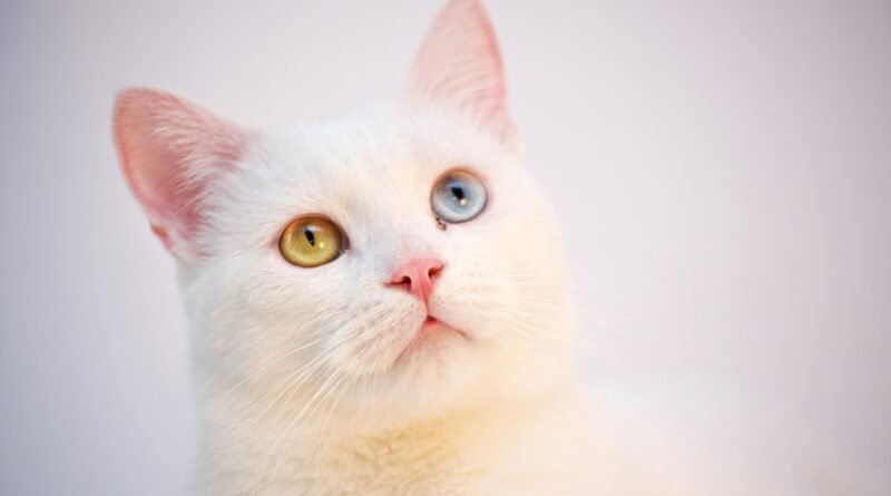 Gatos com Olhos de Cores Diferentes: Principais Tipos de Heterocromia