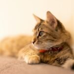 Estresse em gatos: 8 sinais silenciosos e como reduzir
