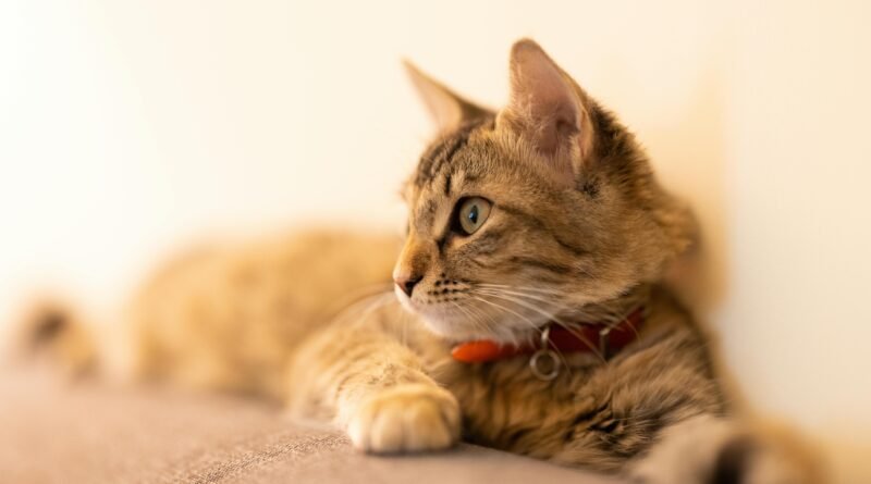 Estresse em gatos: 8 sinais silenciosos e como reduzir