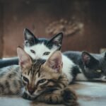 Cistite em Gatos: Sintomas e Como Prevenir