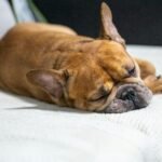 Seu cachorro sonha? O que ele sonha e como saber