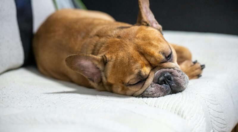 Seu cachorro sonha? O que ele sonha e como saber