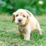 Cachorro filhote: os 7 cuidados de saúde que evitam problemas para o resto da vida